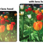Pro Series Hard Tulip Lens Hood